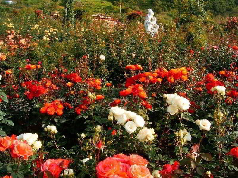 Pestana Quinta Do Arco Nature & Rose Garden Hotel Arco de Sao Jorge Luaran gambar